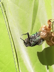 Amphipsalta zelandica