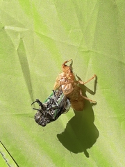 Amphipsalta zelandica