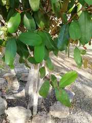 Capparis odoratissima