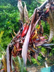 Phormium tenax