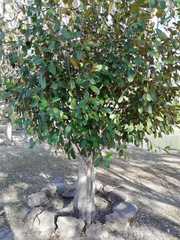 Capparis odoratissima