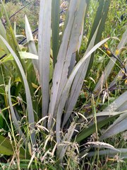 Phormium tenax