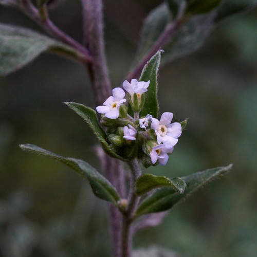 Hackelia pinetorum (Hackelia pinetorum)
