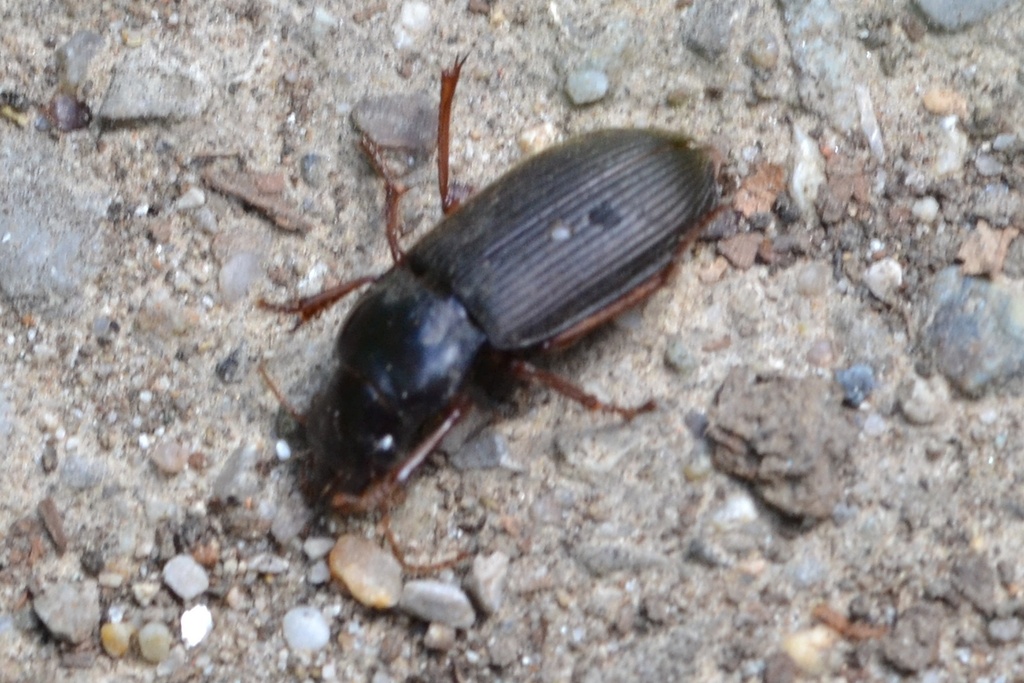 Strawberry Seed Beetle from 913 38 Soblahov, Slovensko on July 5, 2023