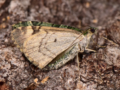 Žalsvoji cidarija nuotrauka