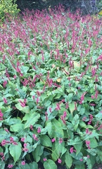 Bistorta amplexicaulis