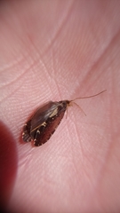 Polyplectropus
