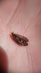 Polyplectropus