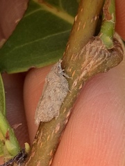 Flatoidinus punctatus