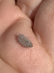 Flatoidinus punctatus