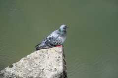 Columba livia domestica
