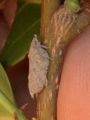 Flatoidinus punctatus