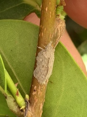 Flatoidinus punctatus