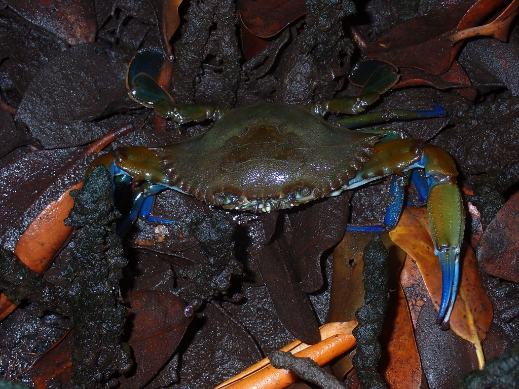 Rugose Swimming Crab