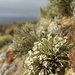 Bouquet Sea-Fog Lichen - Photo (c) Jason Hollinger, some rights reserved (CC BY)