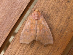 Rusicada nigritarsis