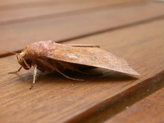 Rusicada nigritarsis