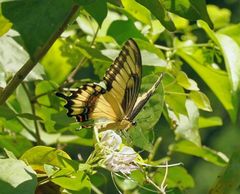 Papilio ornythion ornythion