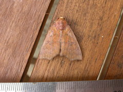 Rusicada nigritarsis