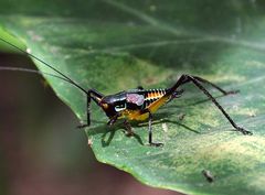 Pterophylla beltrani