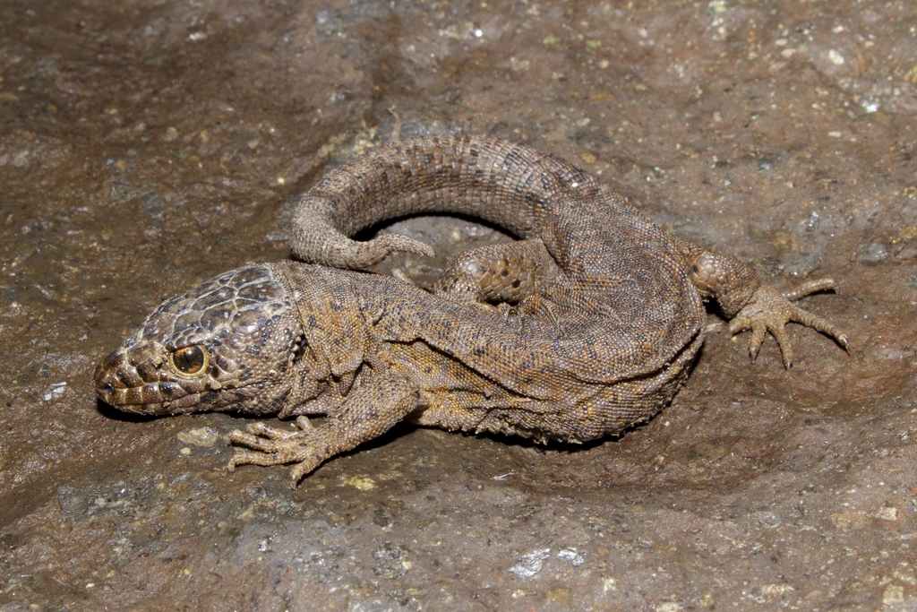 Island Night Lizard