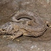 Island Night Lizard - Photo (c) shrike2, some rights reserved (CC BY-NC-SA)