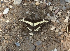 Heraclides ornythion