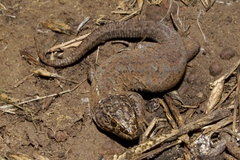 Xantusia riversiana