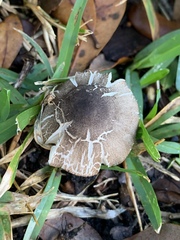 Agaricus endoxanthus