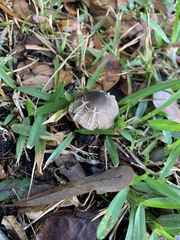 Agaricus endoxanthus