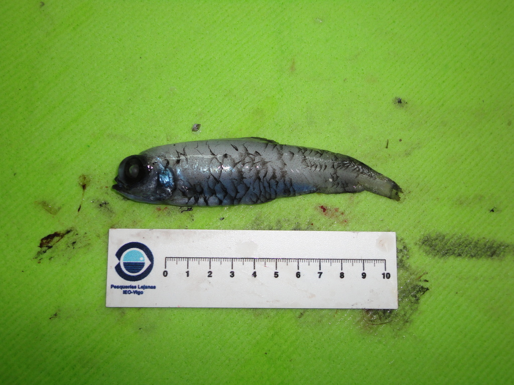 Goiter Blacksmelt