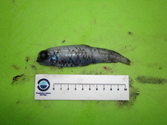 Goiter Blacksmelt photo 1