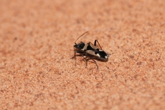 Raglius confusus