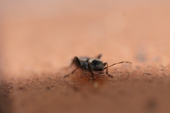 Raglius confusus