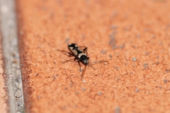 Raglius confusus