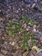 Mammillaria huntiana