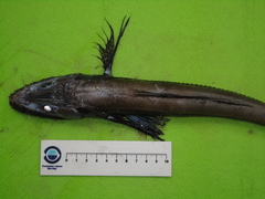 Deepsea Lizardfish photo 1