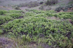 Calystegia macrostegia amplissima
