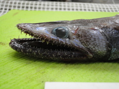 Deepsea Lizardfish photo 2