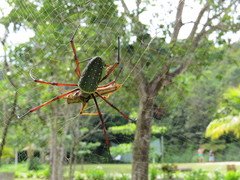 Trichonephila antipodiana