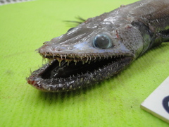 Deepsea Lizardfish photo 4