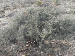 Condalia warnockii