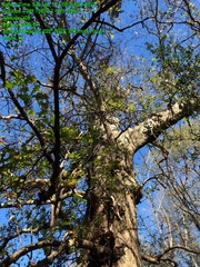 Quercus sinuata sinuata