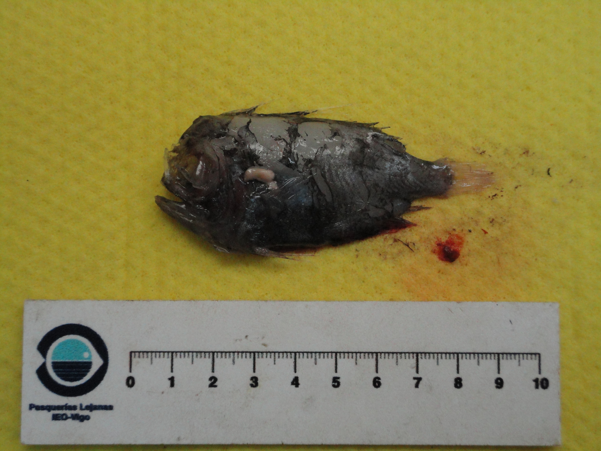 Greenland Manefish photo 5