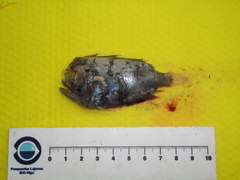 Greenland Manefish photo 3