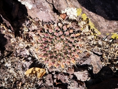 Mammillaria huntiana