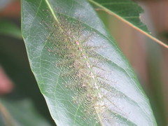 Tanaecia iapis puseda