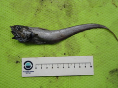 Coryphaenoides guentheri