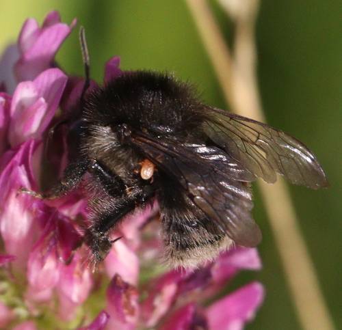 čmeľ premenlivý (Bombus humilis)