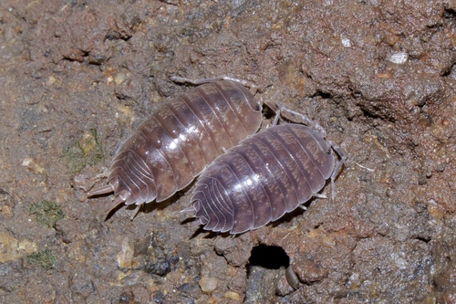 Swift Woodlouse, photo 6 of 10